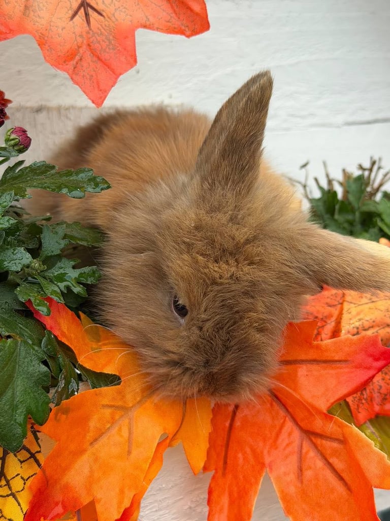 Baby Rabbits 