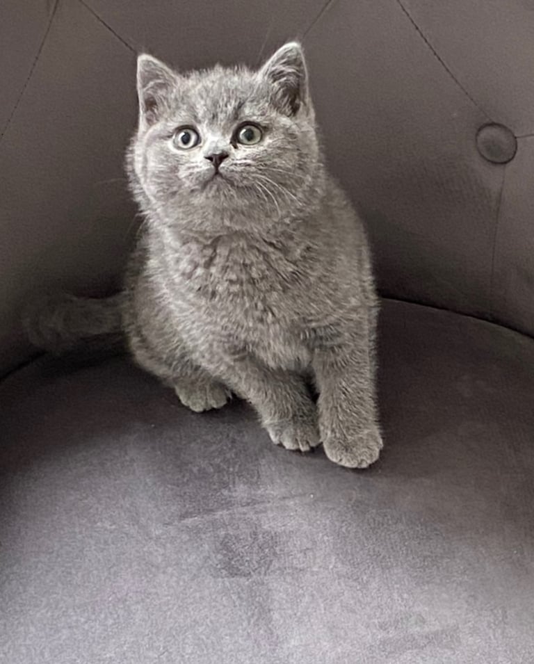 British Shorthair Pedigree Kittens | in Southside, Glasgow | Gumtree