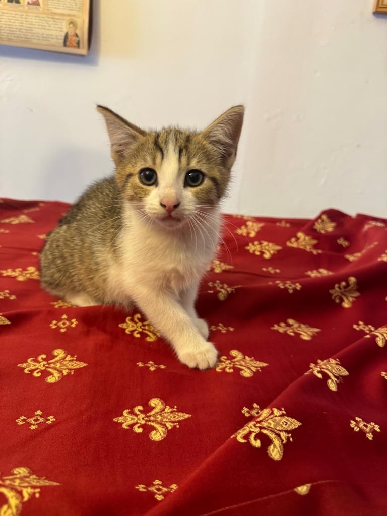 Grey white black ginger tabby tortoiseshell tuxedo girl female kitten cat