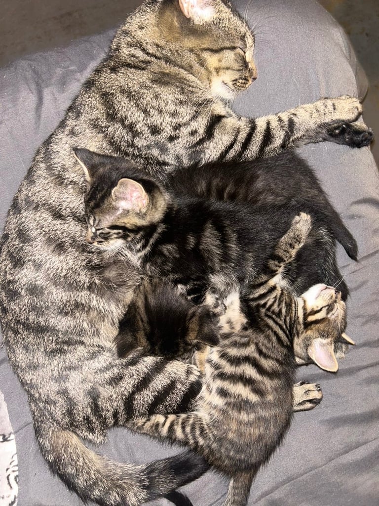 bengal x ragdoll kittens READY TO LEAVE 