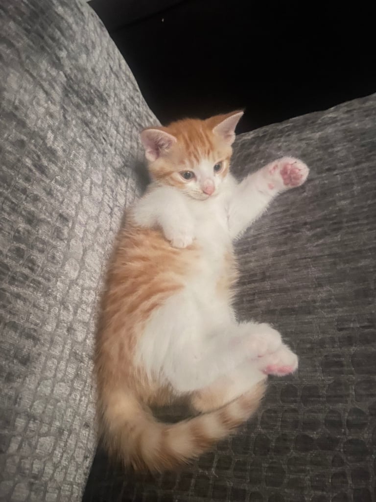Ginger Kitten for Sale (Pending)