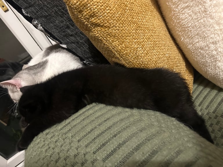 Black British Shorthair - Kitten