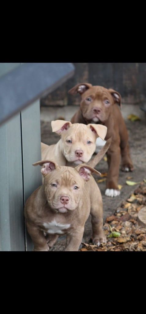 Pocket bully's abkc ready to go