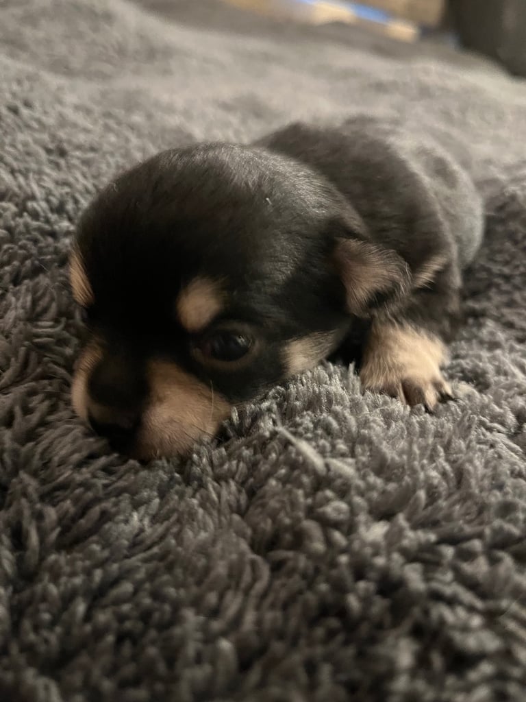 Chihuahua X Toy poodle