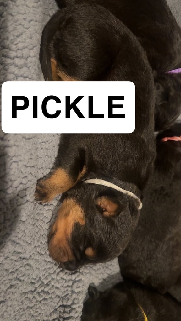 Rottweiler pups 