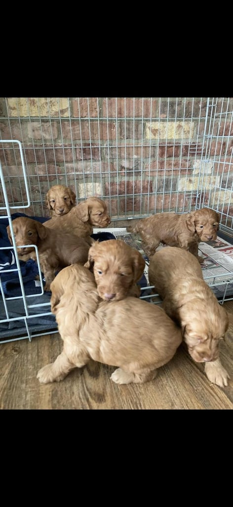 Cockapoo puppies 