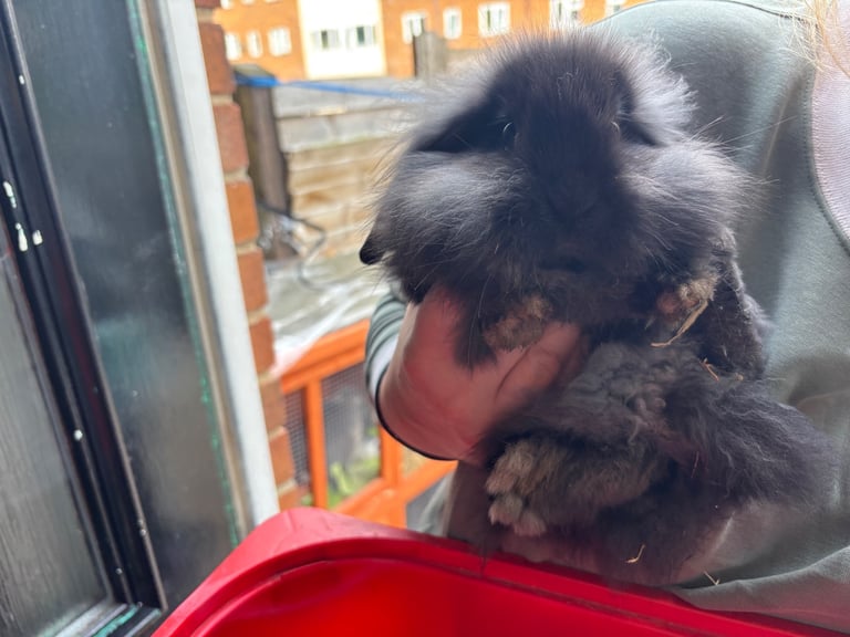 Mini-lop, French lop, lionhead