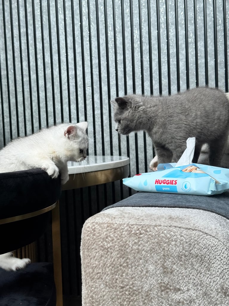 British shorthair kittens 