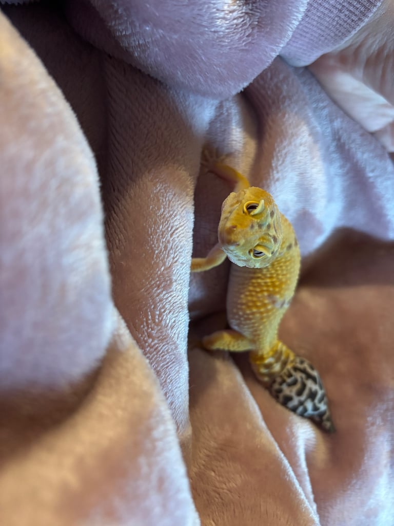 image for Leopard gecko with full set up