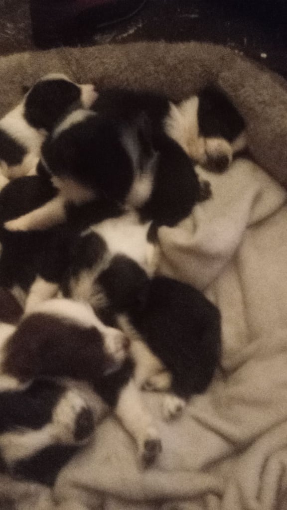 image for Collie puppies for sale 