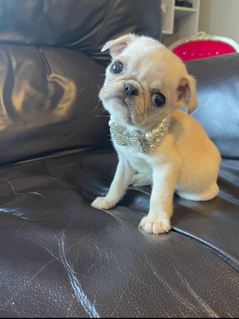 Pup puppies