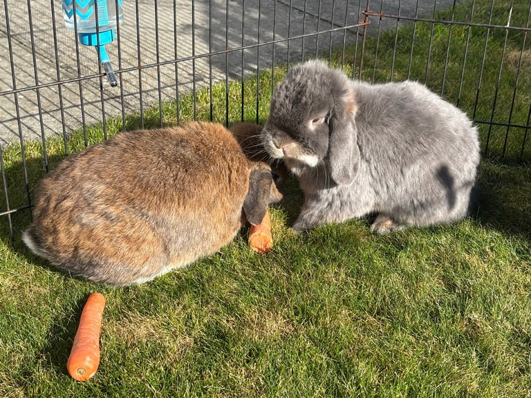 Mini Lop Rabbits