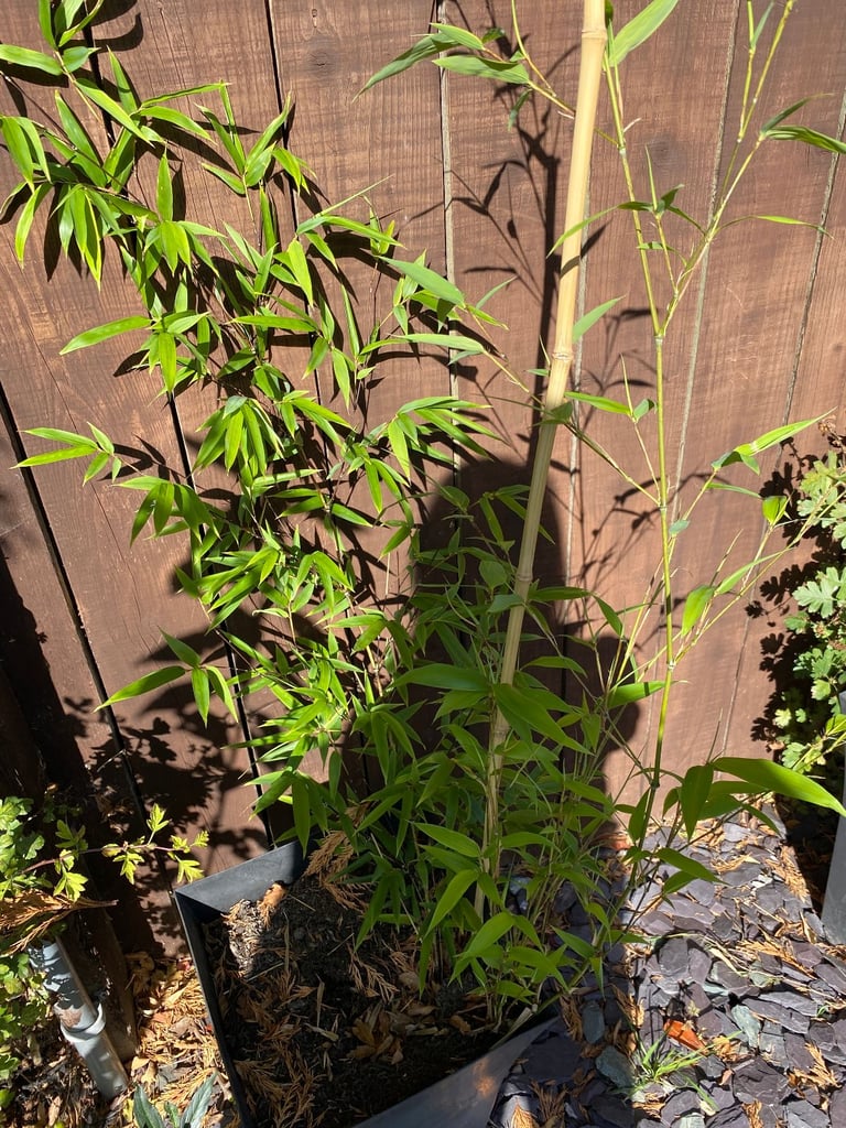 image for potted bamboo plant