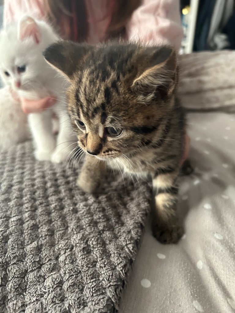 Only 2 black kittens left  READY TO LEAVE 