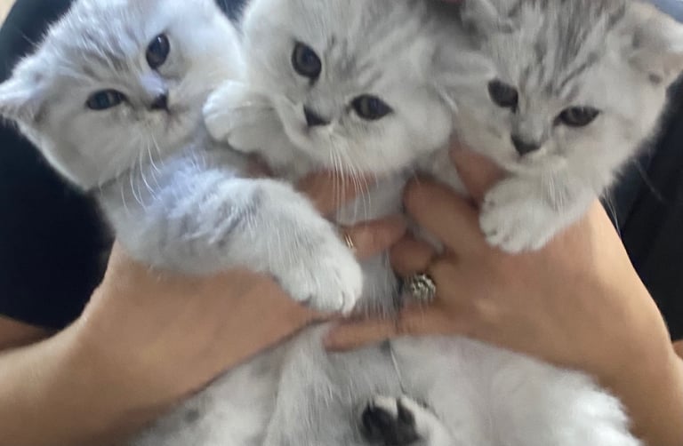 Pure breed British shorthair kittens 