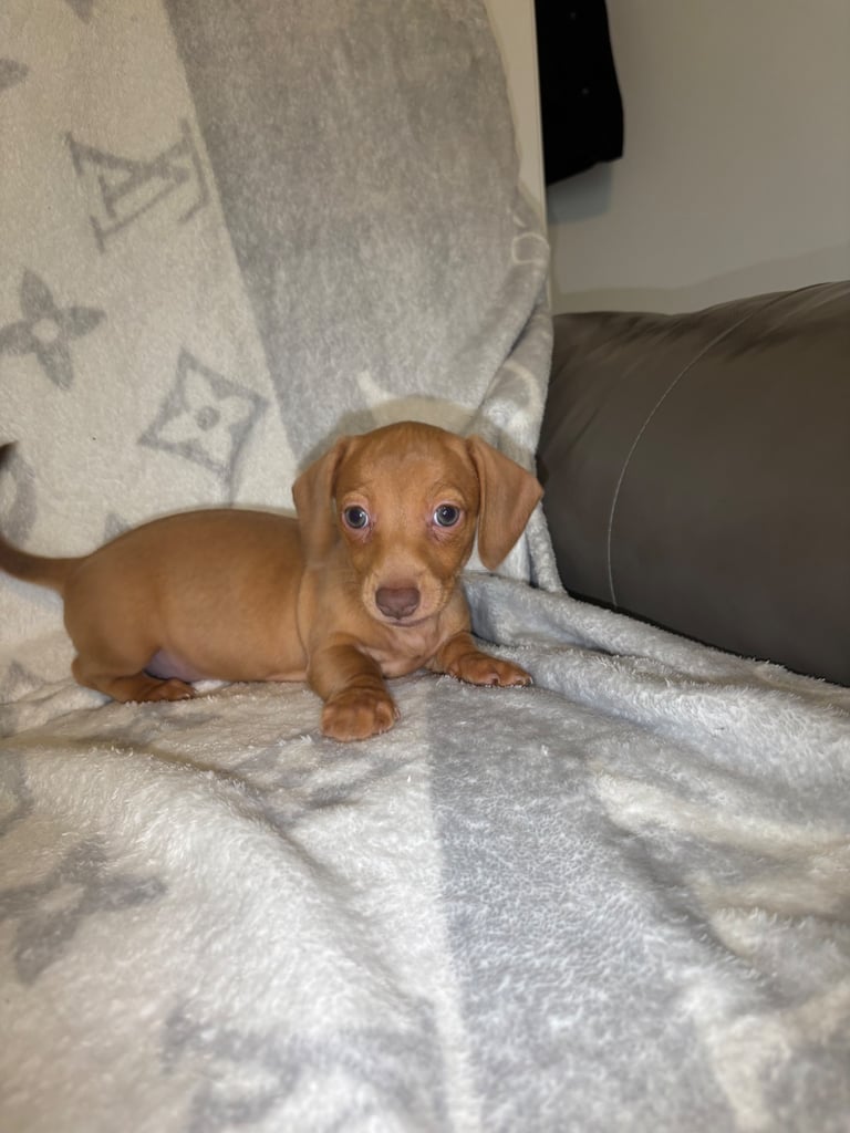 Miniature dachshunds