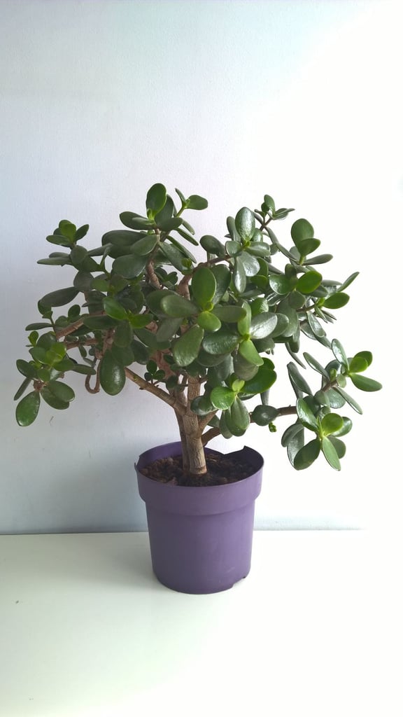 19 Years Old Money Tree/Jade Plant Succulent Bonsai.
