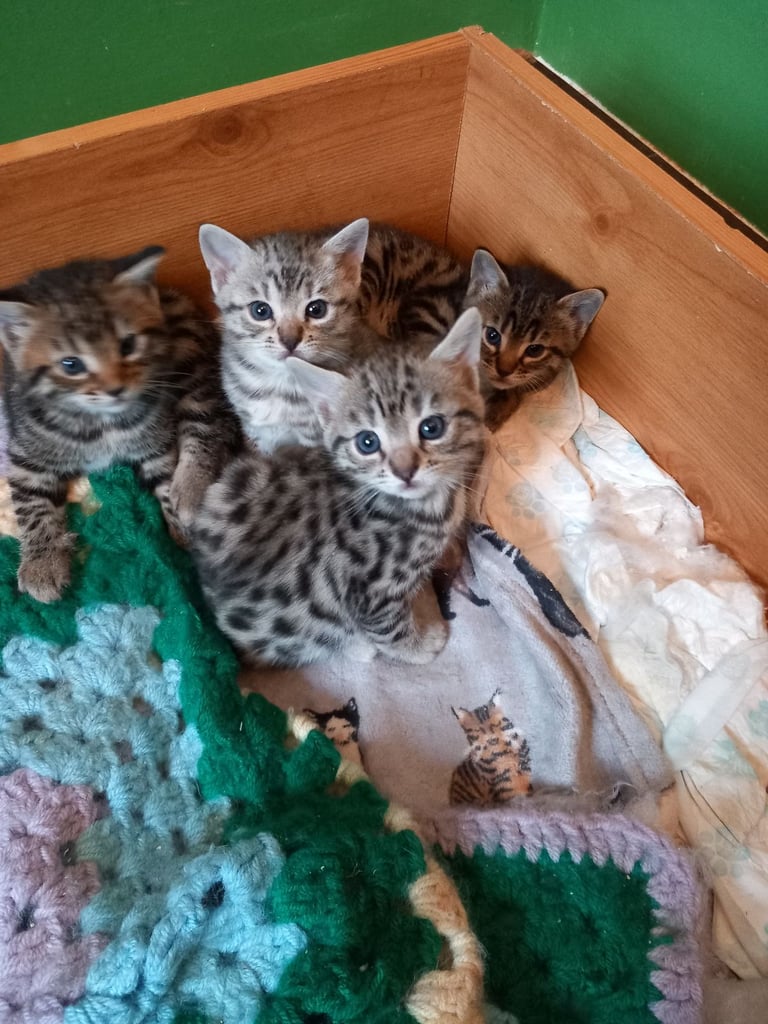 Stunning bengal kittens