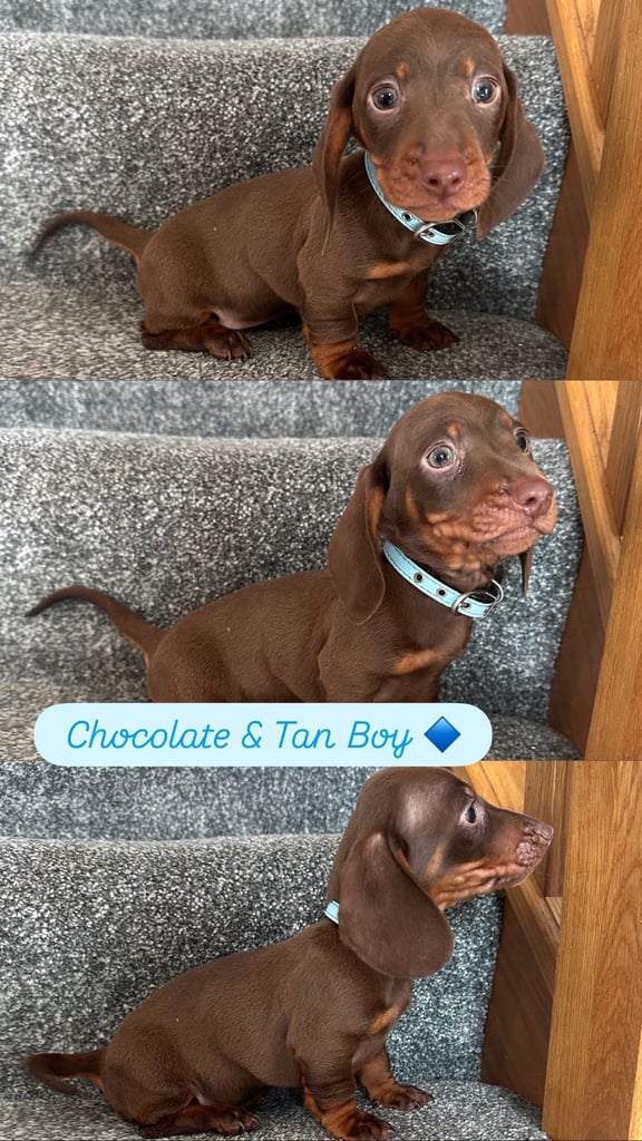 Miniature Dash hounds puppies for sale