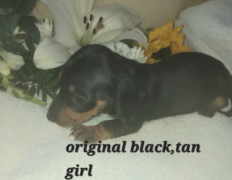 Miniature super tiny dachshund puppies 