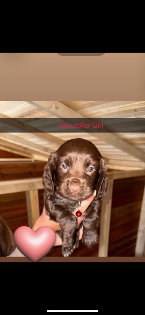Cocker Spaniel Puppies