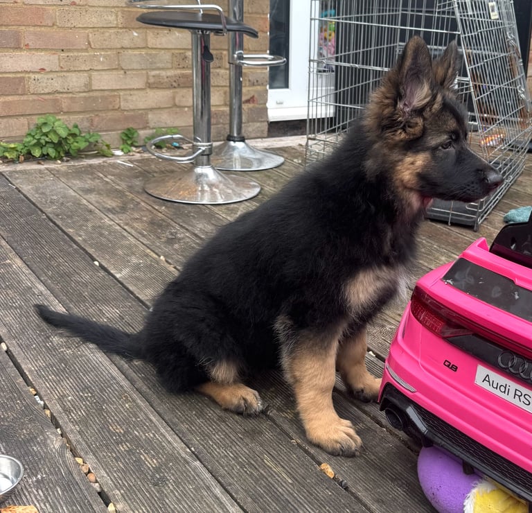 GSD puppy (F)