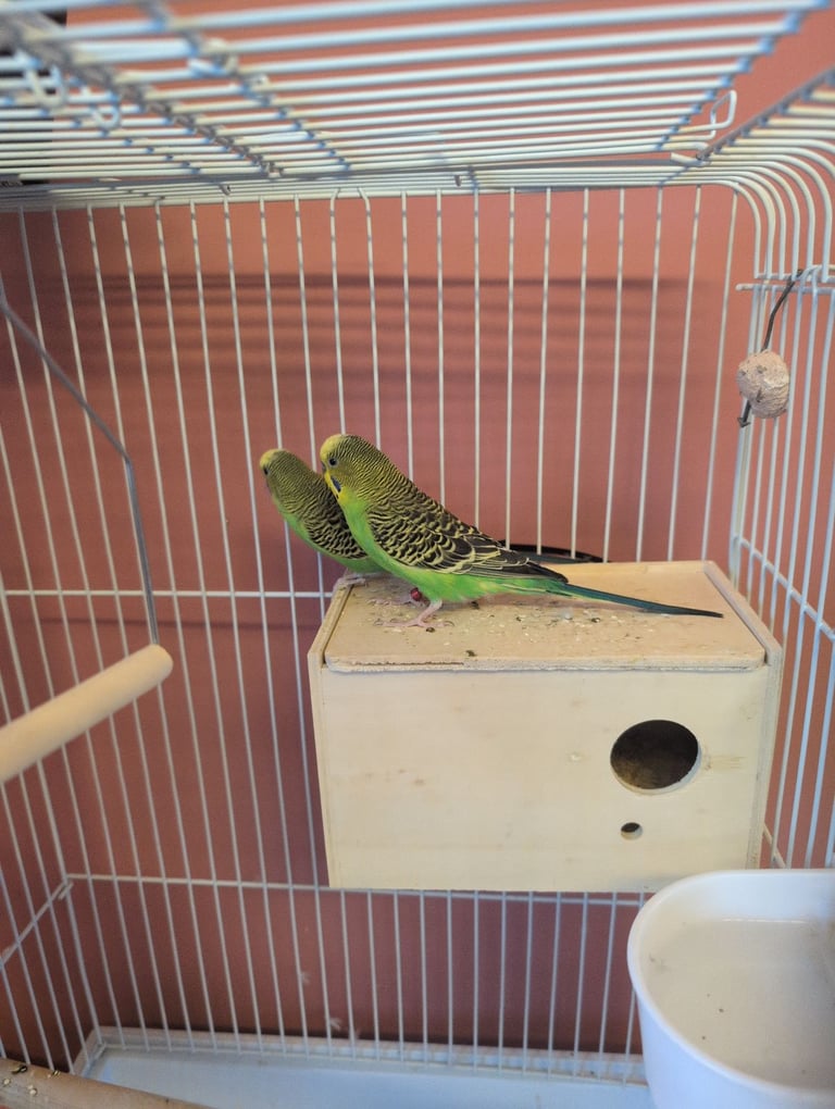 Budgies and cage 