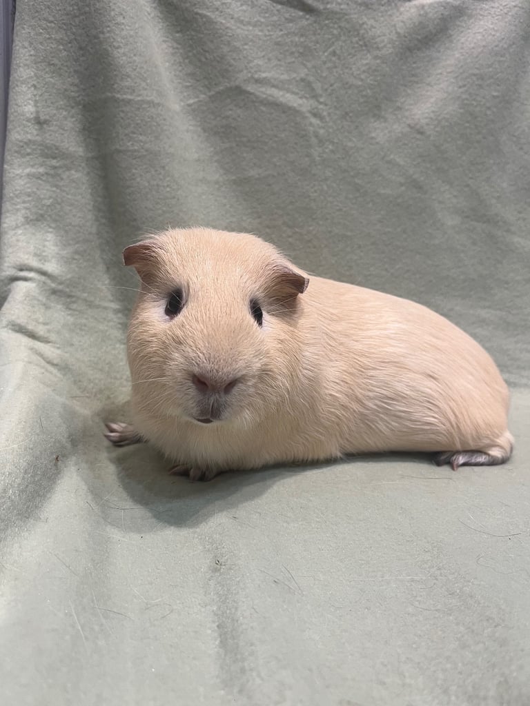 image for 2 male guinea pigs. 