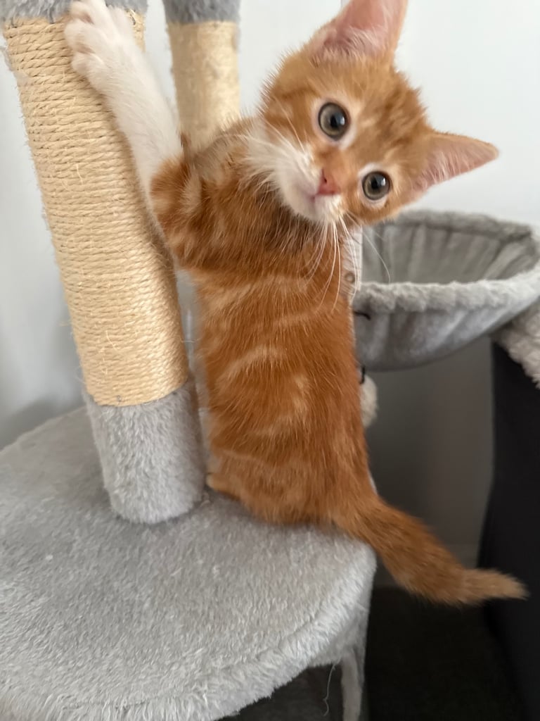 Kitten for sale