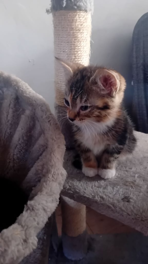 Last female kitten 