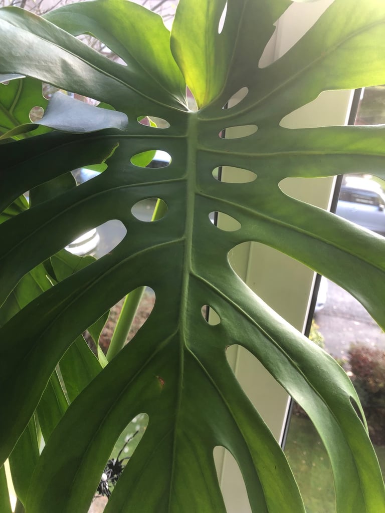 7ft Monstera (Swiss Cheese Plant)