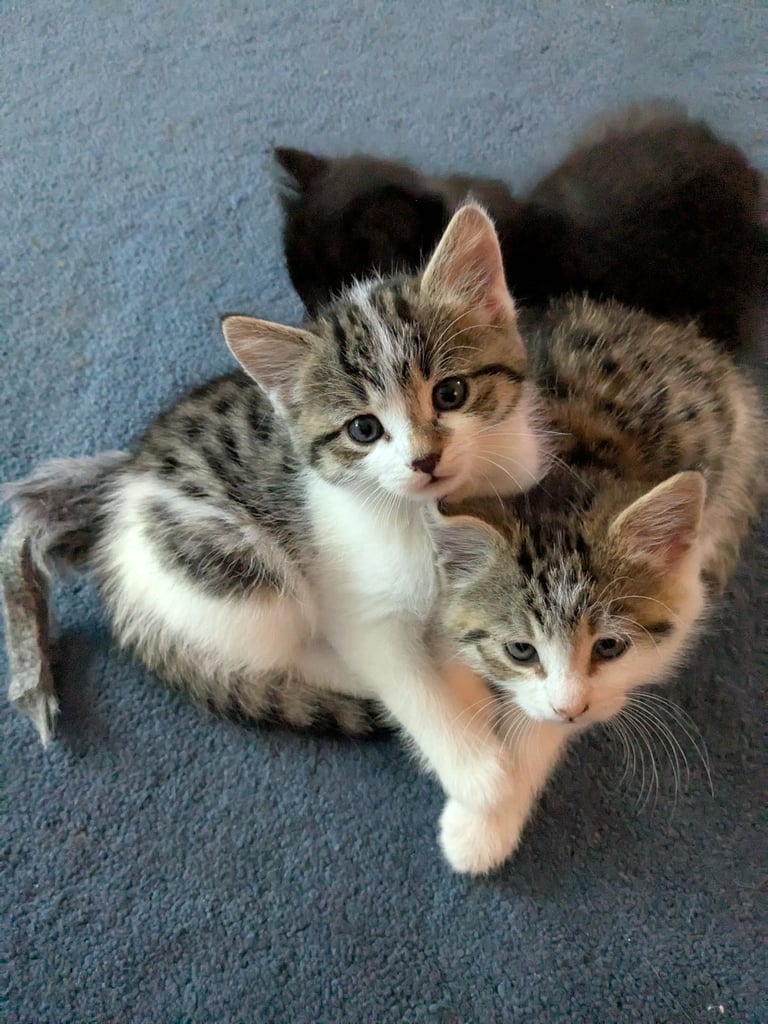 Maine Coon Cross Kittens 