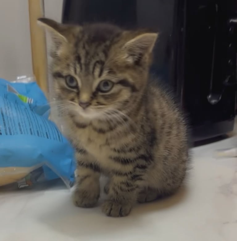 Cute kitten for sale 
