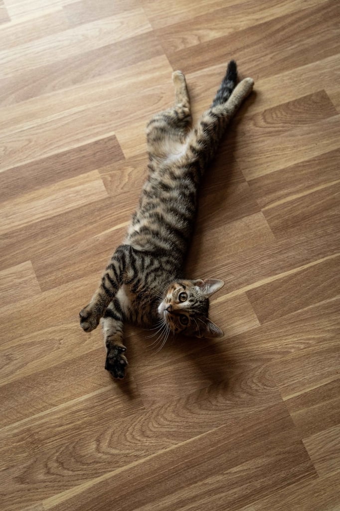 9 months old beautiful Boy kitten for sale