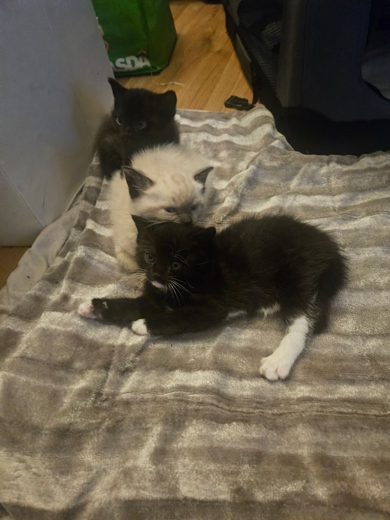 2 kittens available. 