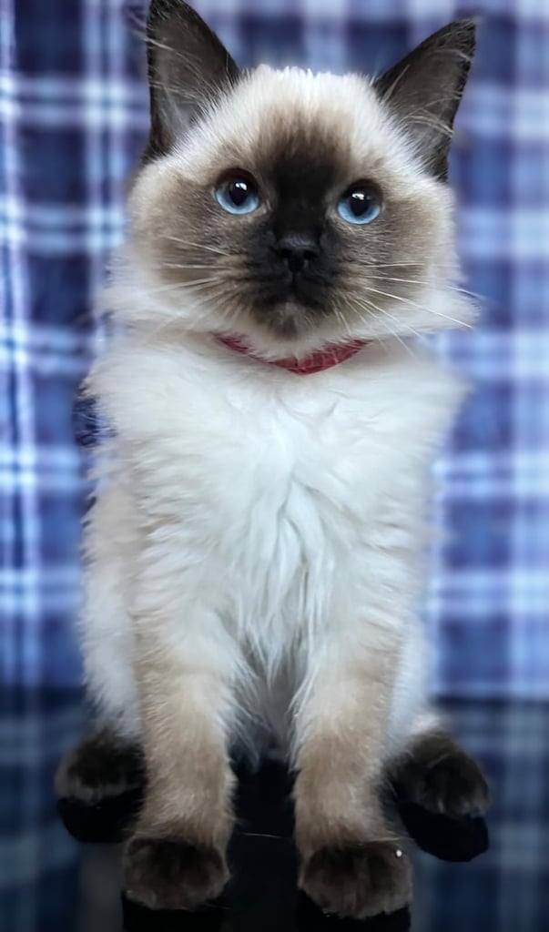 1 Adorable Ragdoll Boy left & Looking for Their Loving Home 