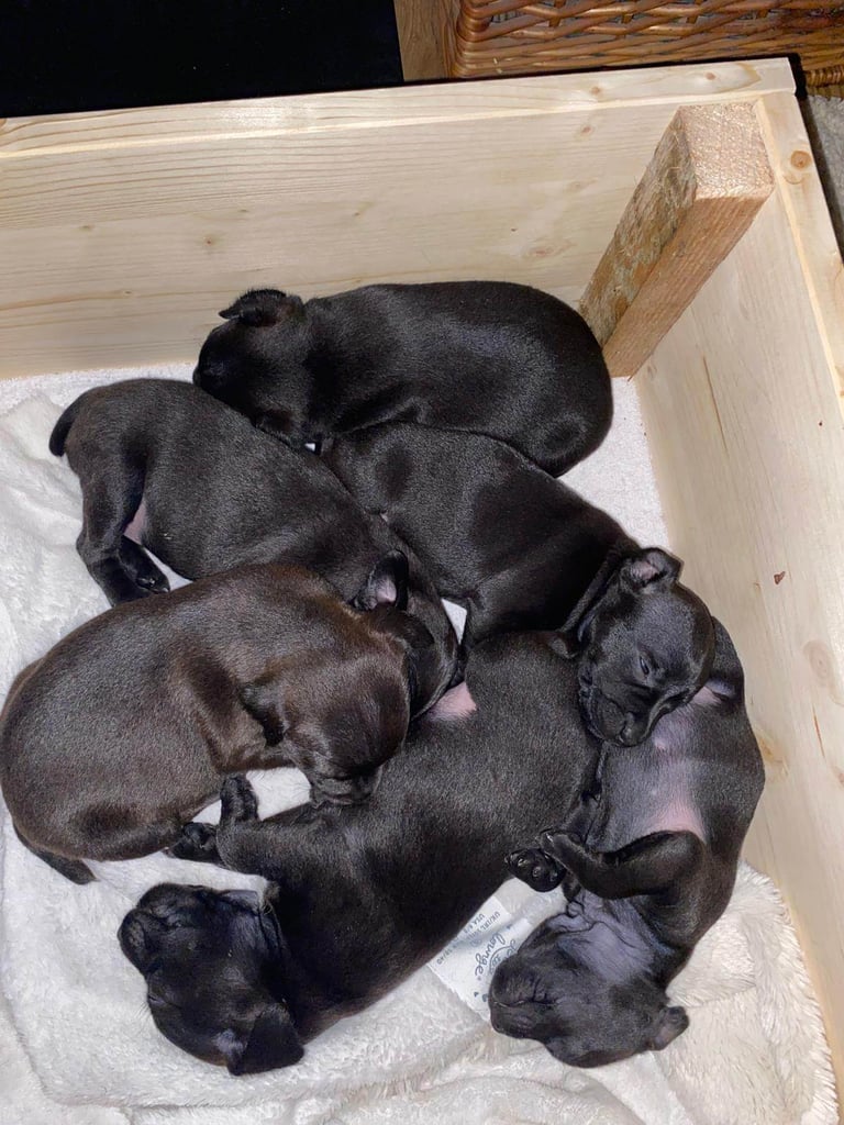 Patterdale terriers