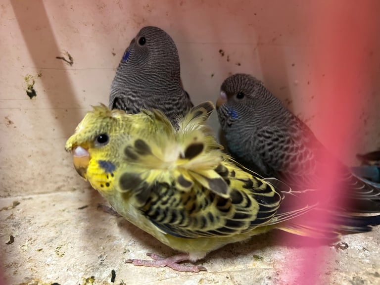 Budgies for Sale, different mutation available 