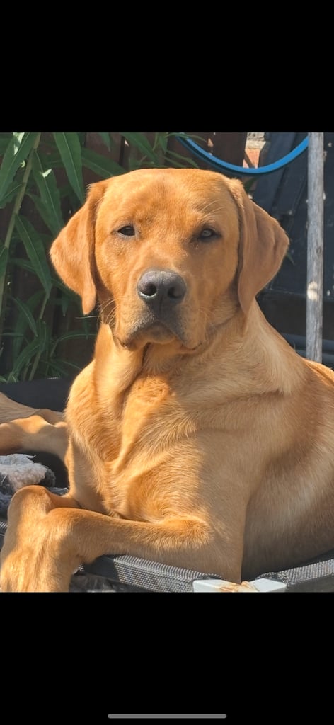 3 black KC Labradors available 