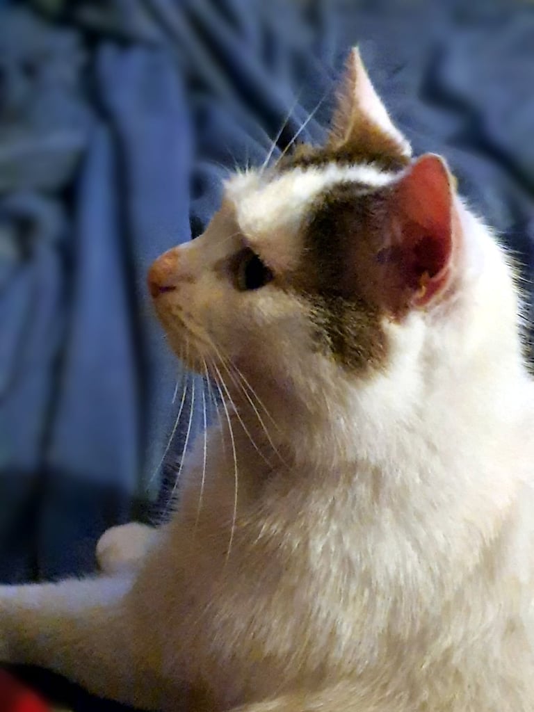 Beautiful, friendly boy in urgent need of a new home