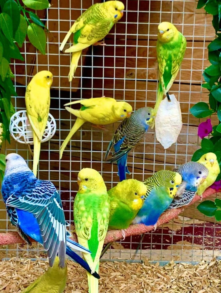 image for Beautiful Baby Budgies & Cages - Various Mutations!