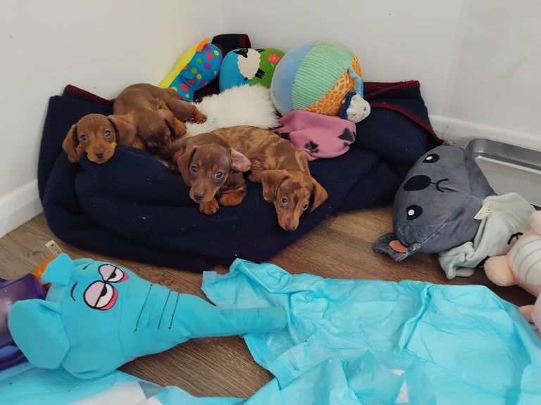 Dachsund for sale