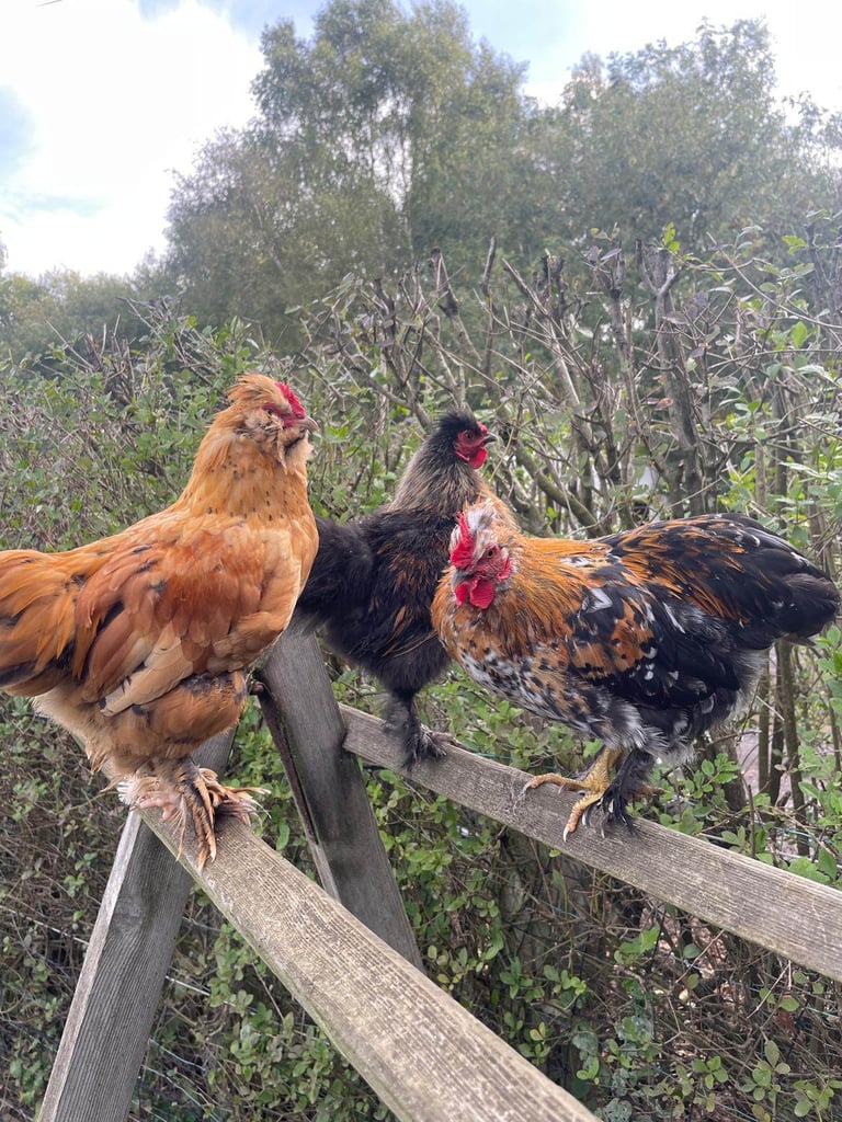 Bantam Cockerel - Ready for his Forever Home!  - Collection from Ferndown, Dorset