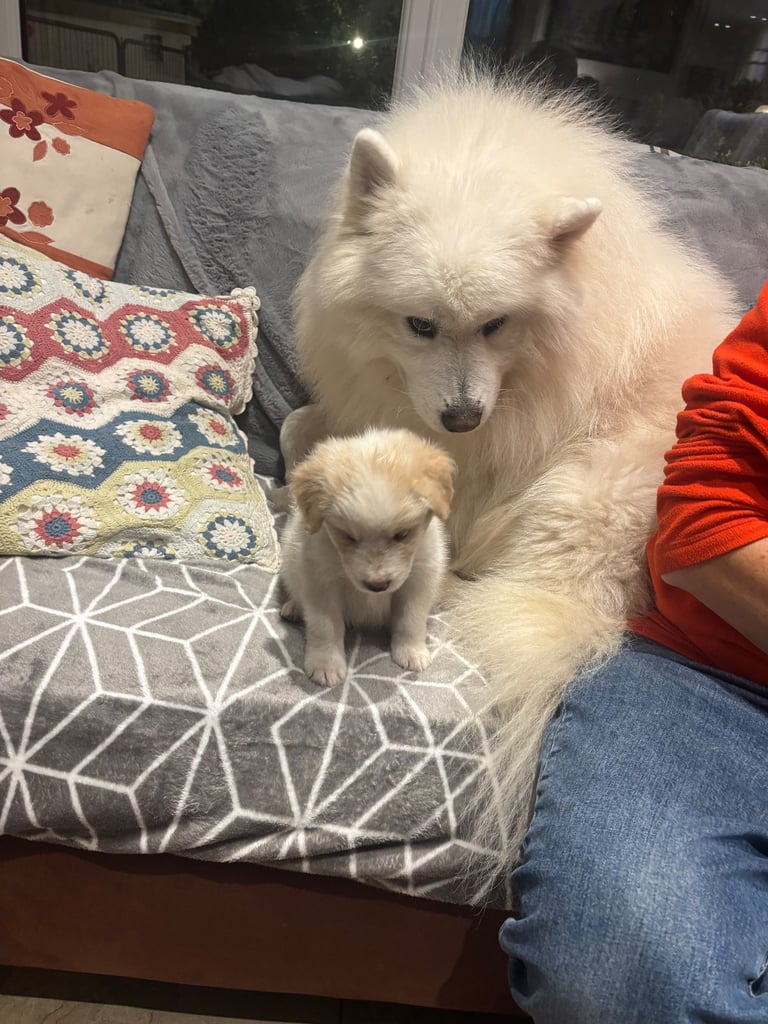 image for Rare Samshie puppy Litter (Samoyed x Welshie)