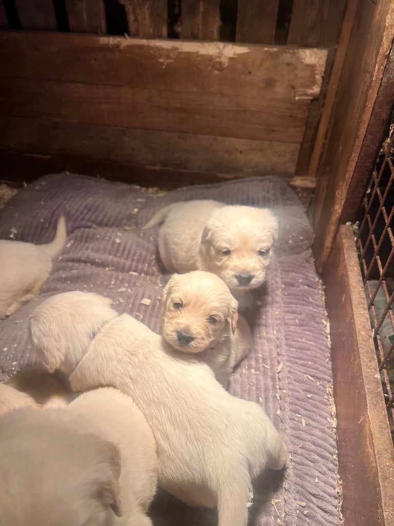 Golden retriever pups 