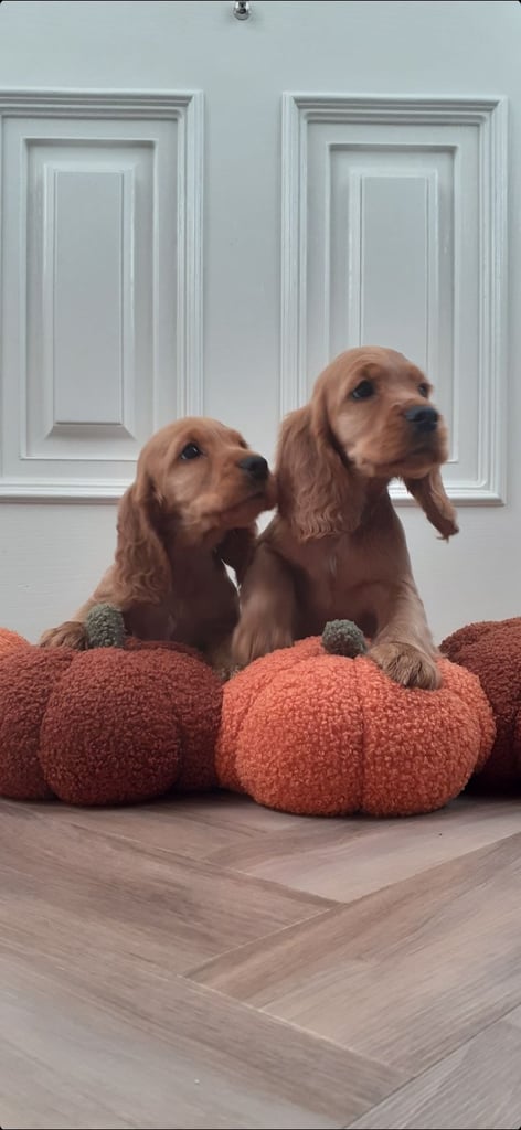 Show Type Cocker Spaniel Puppies
