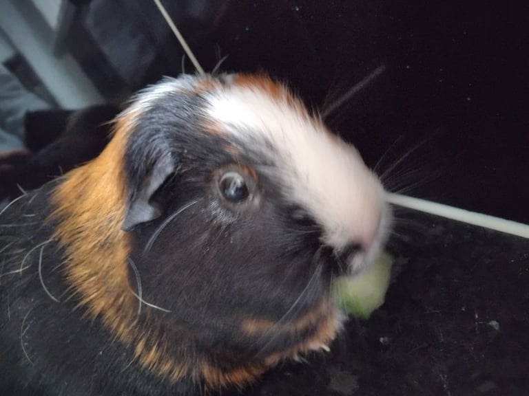 Male Guinea Pigs (Neutered) + Free Bag of Guinea Pig Bedding