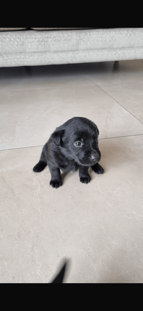 Chocolate Lab/Collie cross pups