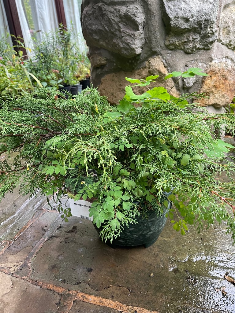 Green planter with a spreading Conifer and Yellow Corydalis (Collect Chichester)