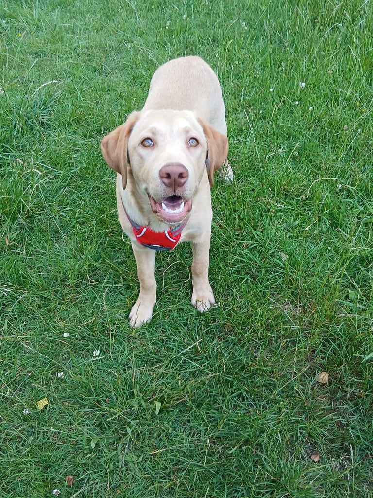 image for Rehoming our 2 labrador boys, 9 months old